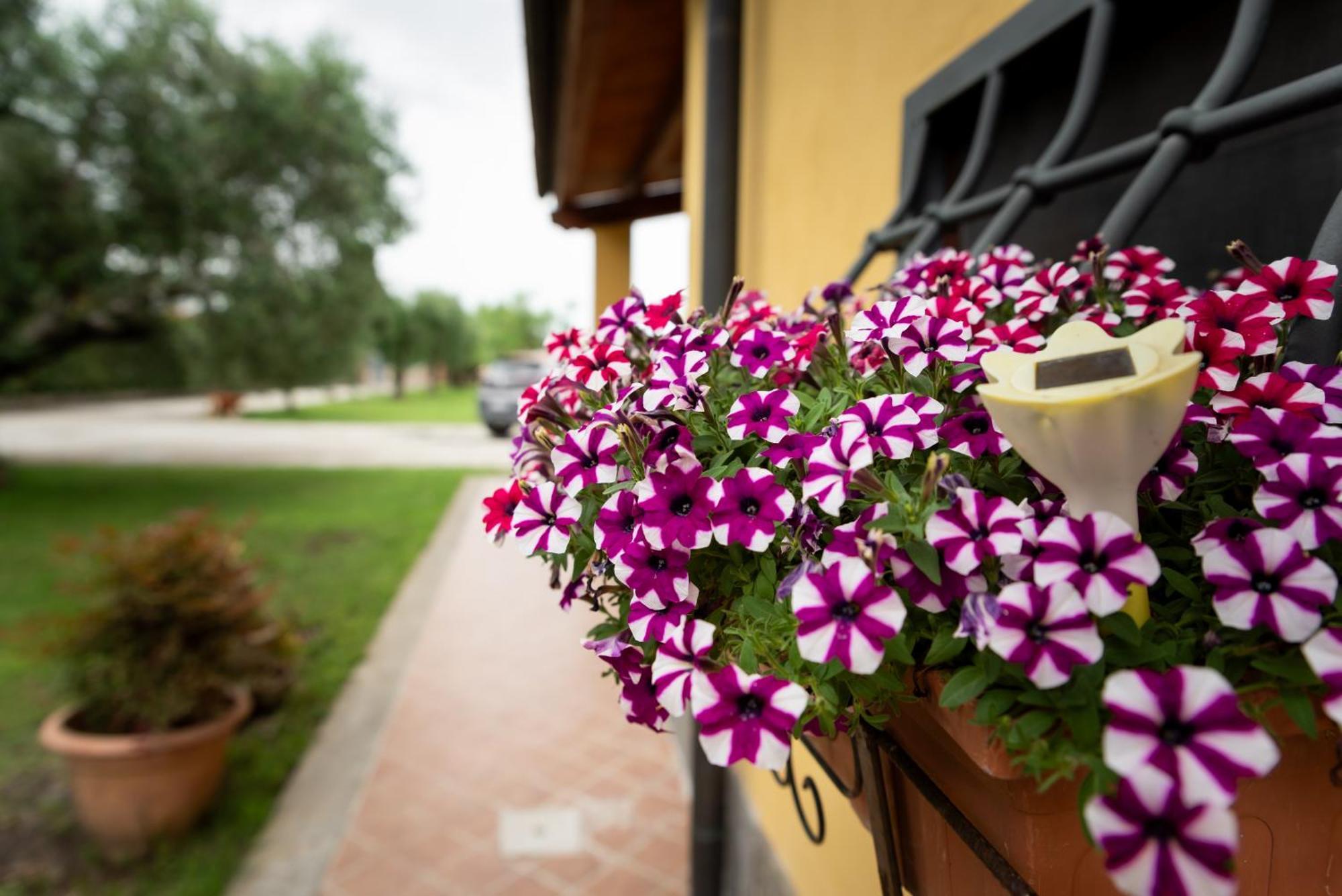 L'Antico Vigneto Hotel Marino Ngoại thất bức ảnh