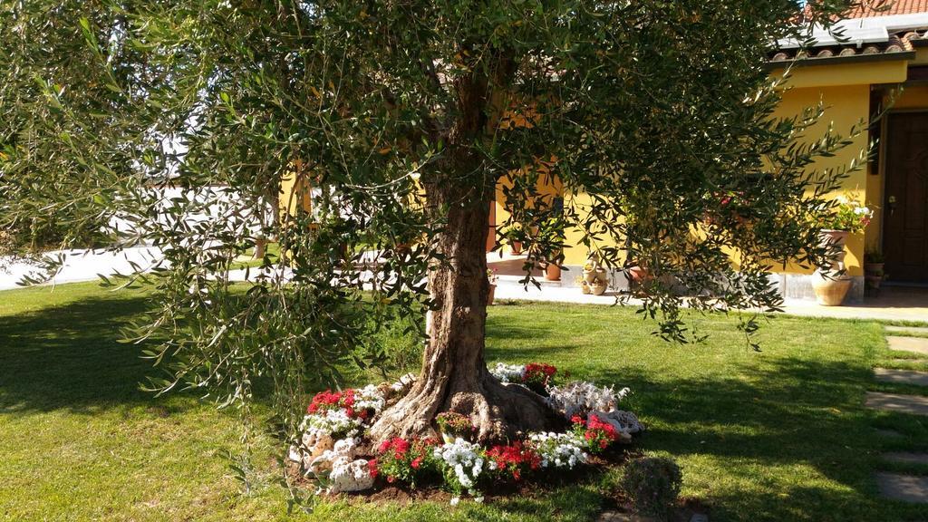 L'Antico Vigneto Hotel Marino Ngoại thất bức ảnh
